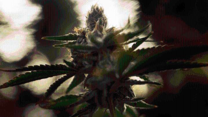 Kentucky's first Cannabis sales are imminent