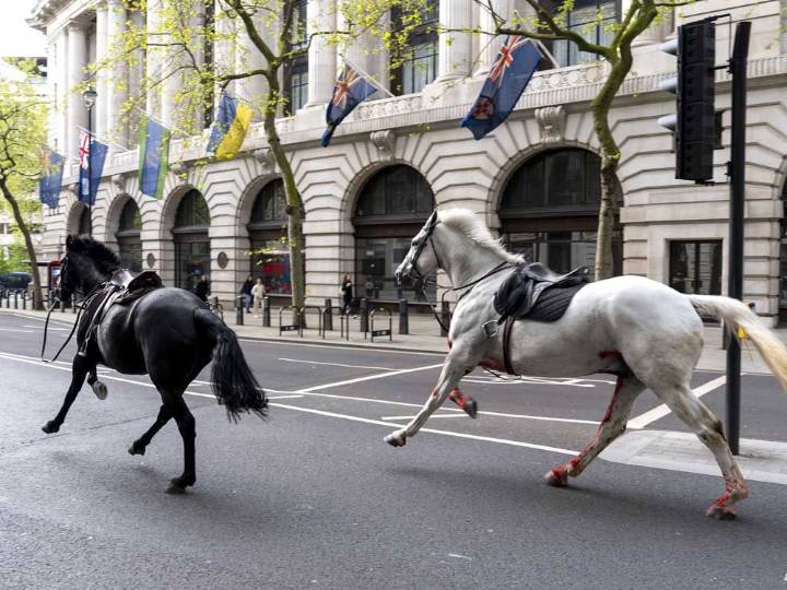 British army horse that galloped through London has retired