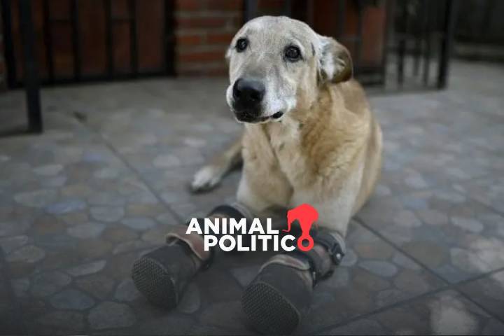 Ley Pay de Limón: perrito mutilado por el crimen encabeza iniciativa contra el maltrato animal