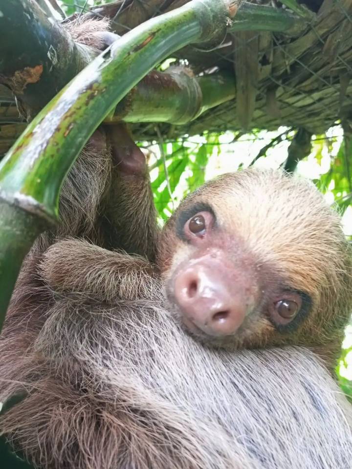 Serfor pide a autoridades y población de San Martín reforzar protección de fauna silvestre