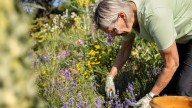 The Popular Pruning Practice You May Want To Reconsider (& What To Do Instead)