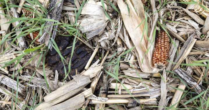 New project to teach conservation methods to female landowners in Midwest