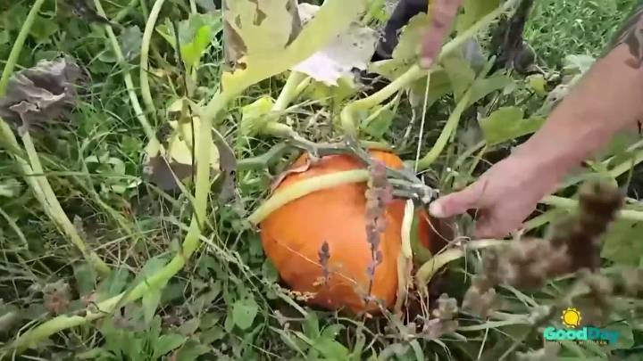 Growing, Eating and Educating with NanBop Farm: Tips for field pumpkin growing
