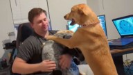 North Carolina Dog Known For Watching From The Sidelines Suddenly Steals The Spotlight