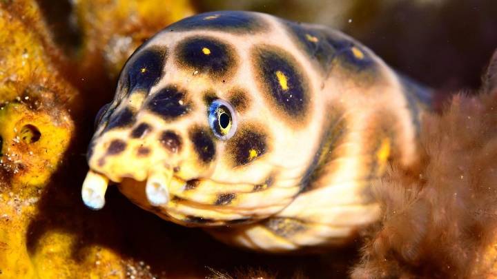 Las Canteras se sumerge en el LPA Fotosub 2025: un festival marino de fotografía, ciencia y diversión
