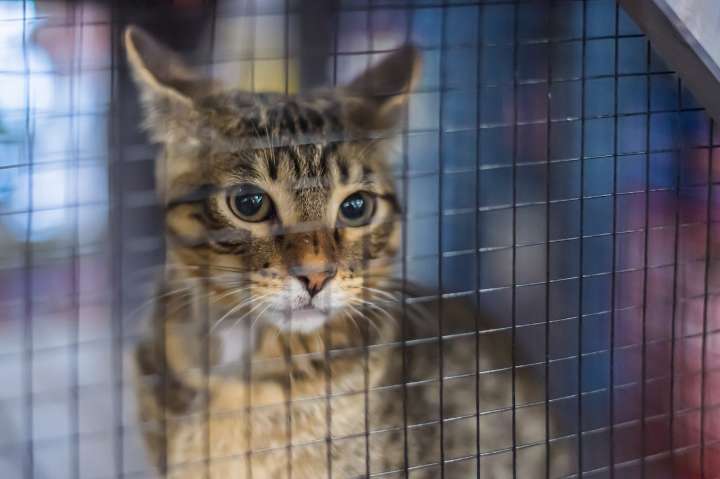Dozens of cats rescued from ‘awful’ conditions at Pa. shelter