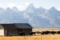 SNAPPED: Bison graze in autumn sunlight near Mormon Row