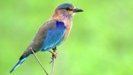 GHSPCA volunteers rescue six Indian Roller birds in Hyderabad