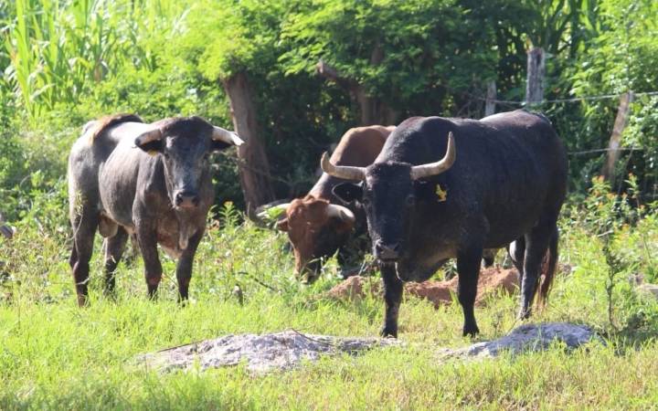 ¿Cómo llegó el gusano barrenador a la Península de Yucatán? El regreso de un mal de hace cuatro décadas