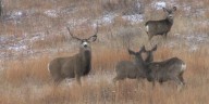 Option for deer license refunds due to EHD