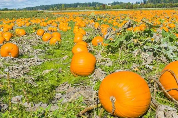 Avian flu derails Alberta pumpkin festival