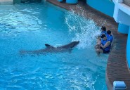 Delfinarios niegan violar reforma sobre reproducción de cetáceos en Q. Roo