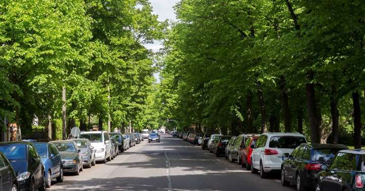 UK drivers warned not to park under these three types of trees