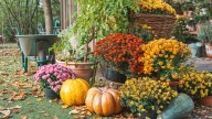 13 Stunning Fall-Blooming Flowers That'll Thrive In Shady Areas Of Your Garden