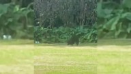 Woman Follows A Frightened Creature Through Pennsylvania Woods, Then The Story Takes A Beautiful Turn