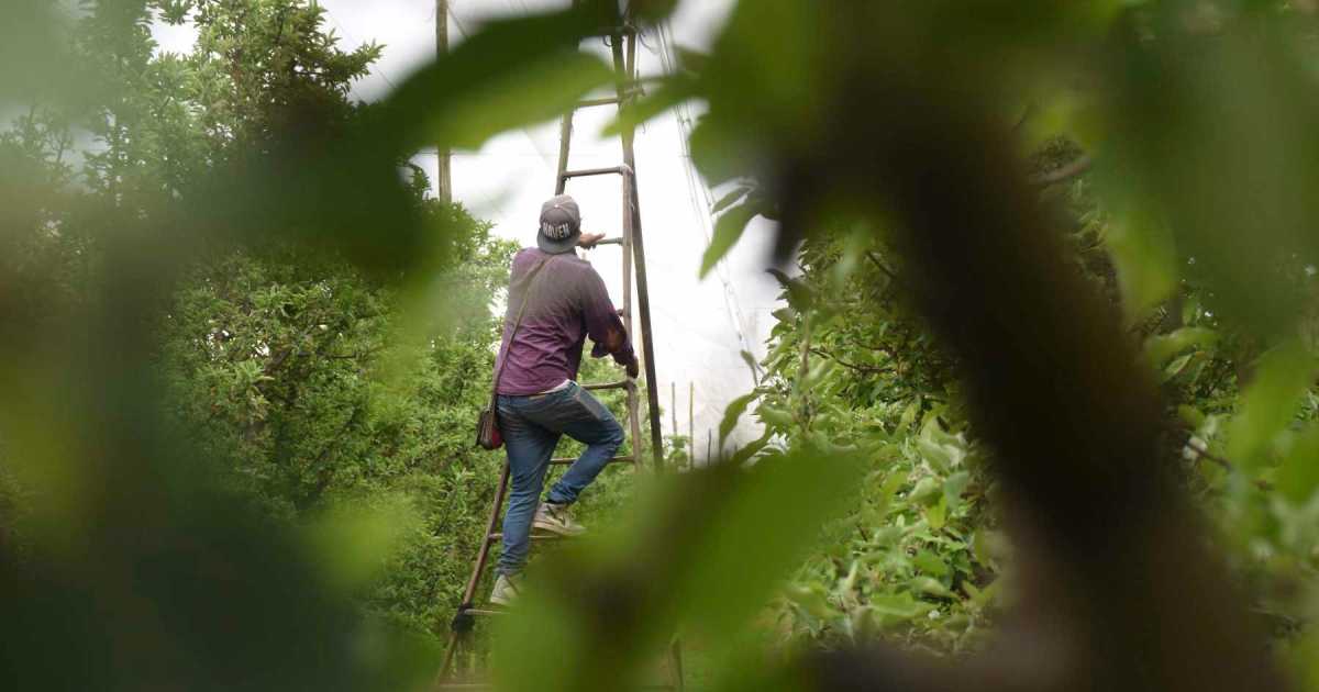 El Gobierno de Javier Milei prorrogó un decreto que promueve el trabajo registrado y beneficios para trabajadores rurales