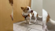 North Carolina Dog’s Limp Leads To Emergency Vet Visit And A $150 Surprise Diagnosis