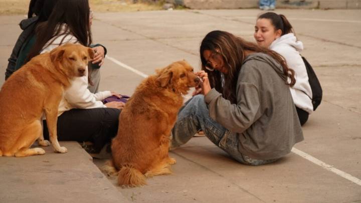 Desde la UNSa desmintieron la orden de eliminar perros del campus en la capital salteña