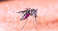 Dengue, chikungunya cases surge across Karnataka amid changing weather