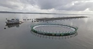 Reducción de emisiones y economía circular: La estrategia de Mowi Chile para transformar la industria del salmón