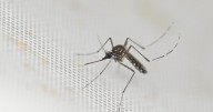 Health Officials Raise the Alarm Over Mosquito Virus Case Reported in U.S.
