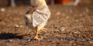 Del kéfir al gallinero: la apuesta natural que fortalece a los pollos y promete una avicultura más eficiente