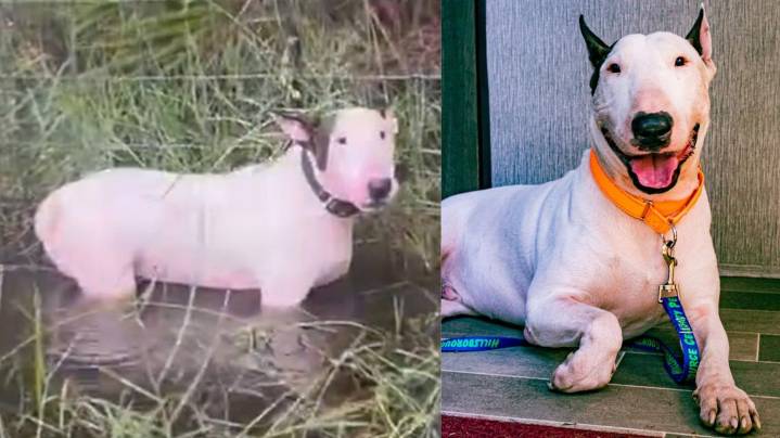 Charges dropped against man accused of leaving dog tied to fence on I