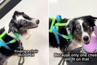 Woman Asks Service Dog To Find Chair, Can’t Believe Where He Takes Her