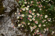 What were the mystery flowers in my garden? I found out.