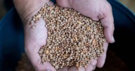 NSW backs plant-based proteins for agricultural growth