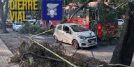 Árbol cae sobre coche y camión de transporte público en Guadalajara