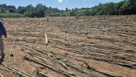 Lluvias en Hidalgo: Aumenta a 70 hectáreas siniestradas por desbordamiento del río en Tamoyon I