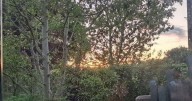 Couple in bitter 30-year feud with neighbours over trees take row to Scottish Government