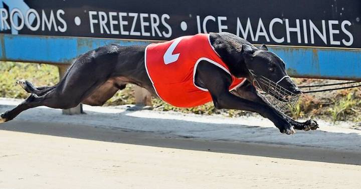 NSW greyhound track closures include Maitland