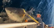'Biggest ever' great white shark reappears and is heading for holiday resort