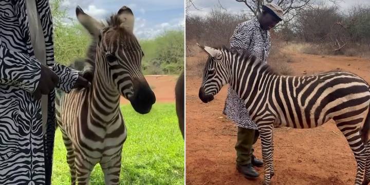 Cuidadores de santuario en Kenia se visten con abrigos rayados para reconfortar a cebra huérfana