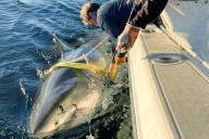 One of the World's Largest Sharks Resurfaces in an Unexpected Location