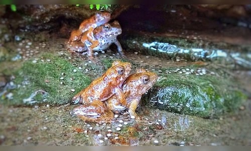 Female frogs ‘play dead’ to dodge mating advances, study reveals