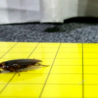 Officials: No risk to students following reports of cockroaches at city schools