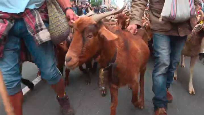 Cientos de ovejas y cabras inundarán Madrid este domingo en la Fiesta de la Trashumancia