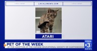 Atari the kitten up for adoption at the Humane Educational Society of Chattanooga