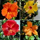 Winter Hibiscus: A Pleasant Surprise Indoors