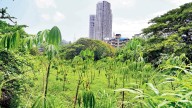 Only half of trees planted by metro authority in SGNP survived: State to SC