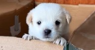 Woman Rescues Mud-Covered Puppy and Gains a Grateful Best Friend