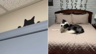 Dog In North Carolina Freezes At The Vet Clinic And What He Sees Stuns His Owner