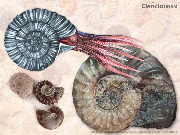 Extintos ammonites, fósiles índice para los geólogos