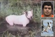 Florida man Giovanny Garcia accused of tying up, abandoning dog during Hurricane Milton cleared of charges