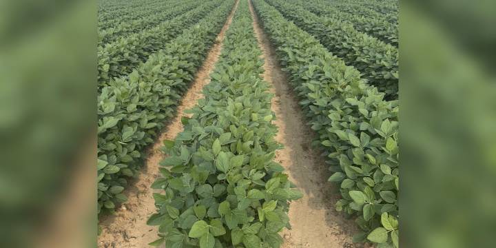 Local soybean farmer reacts to new agreement between U.S. and China