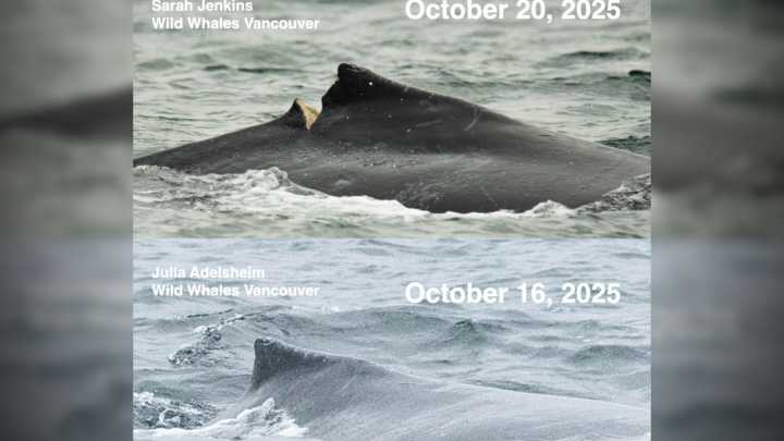 Humpback calf ‘Skipper’ believed to have been struck by Hullo ferry