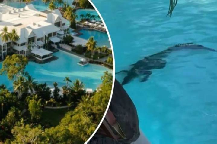 ‘Don’t want to alarm … but’: Croc spotted in Qld resort pool 